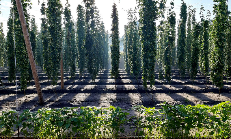 Hopranken in Nederland